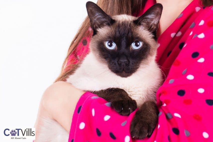 Siamese cat held by his owner