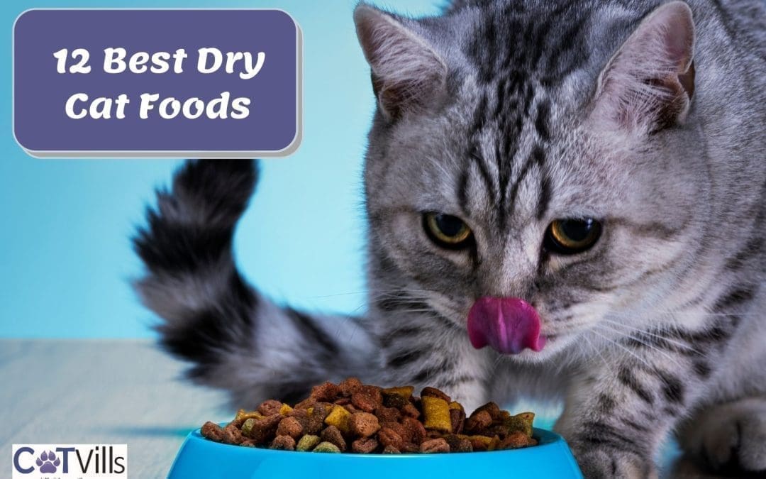 12 Best Dry Cat Foods for Your Kitties (Honest Review)