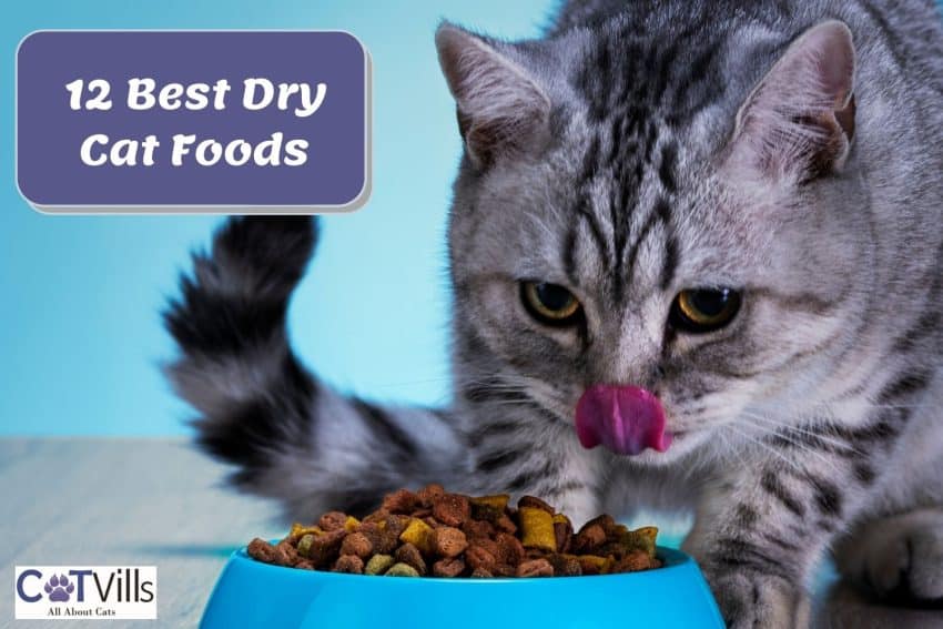 Tabby cat eating his best dry cat food on a blue bowl