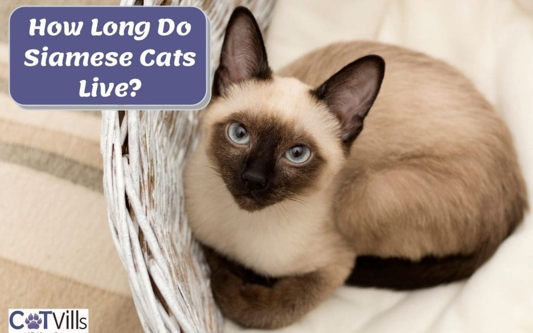 What is the Average Lifespan of a Siamese Cat?