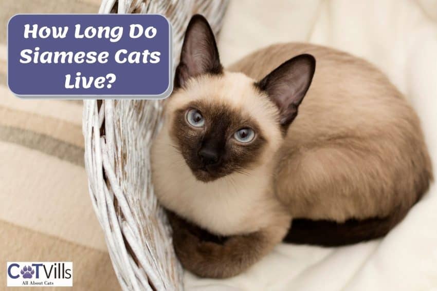 cute siamese cat inside a basket beside "how long do siamese cats live" banner