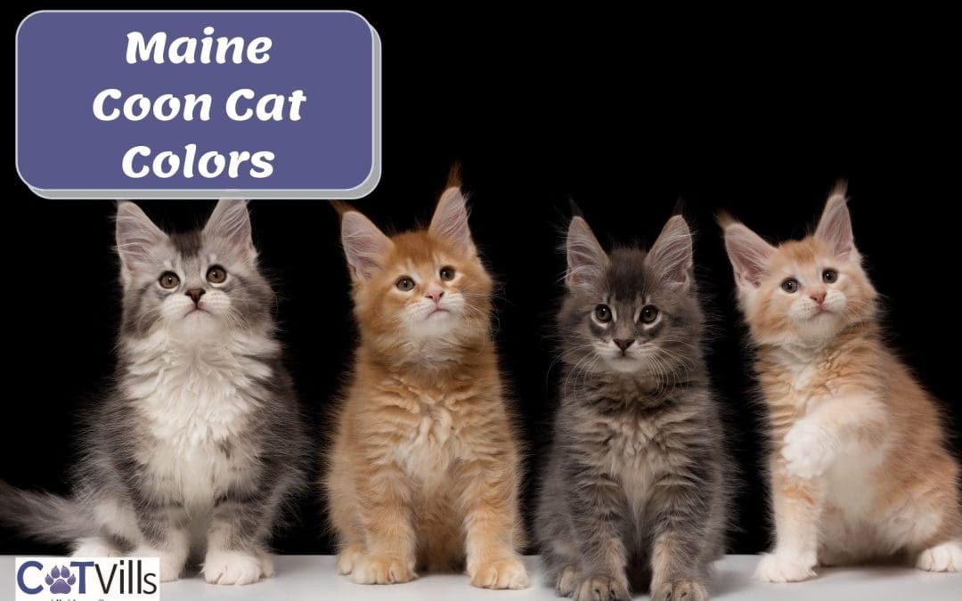 12 Stunning Maine Coon Cat Colors and Patterns