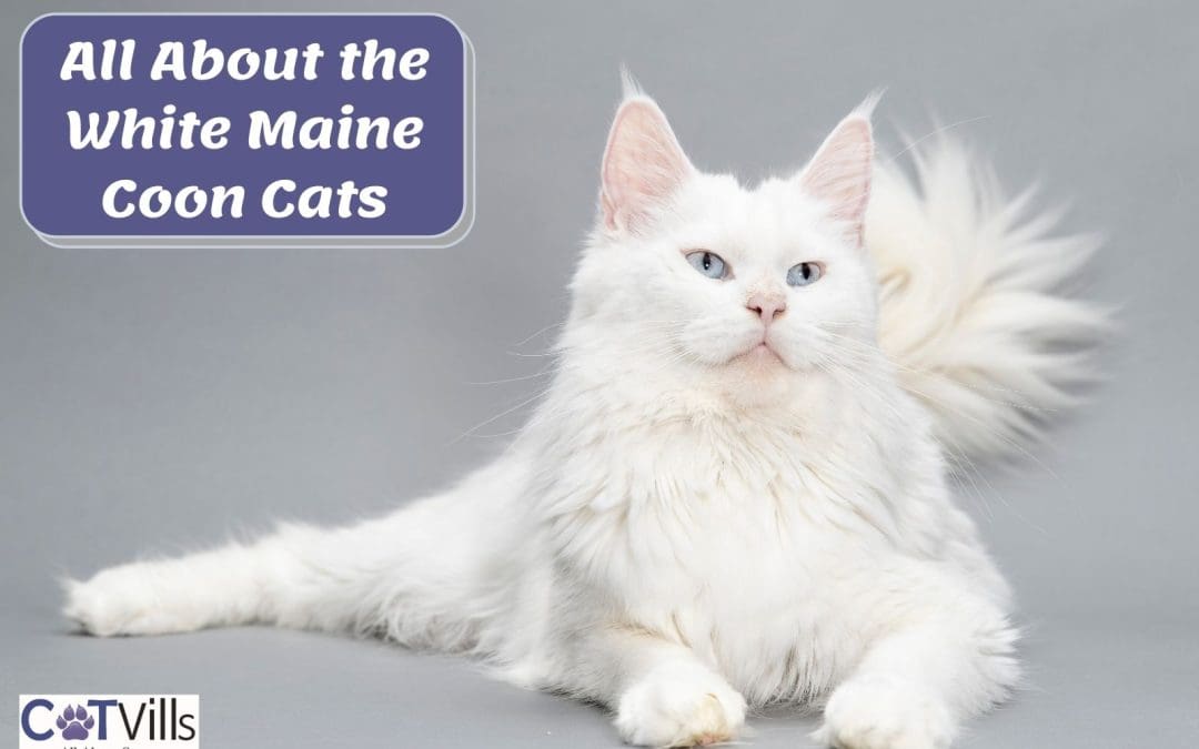 Everything You Need to Know About White Maine Coon Cats