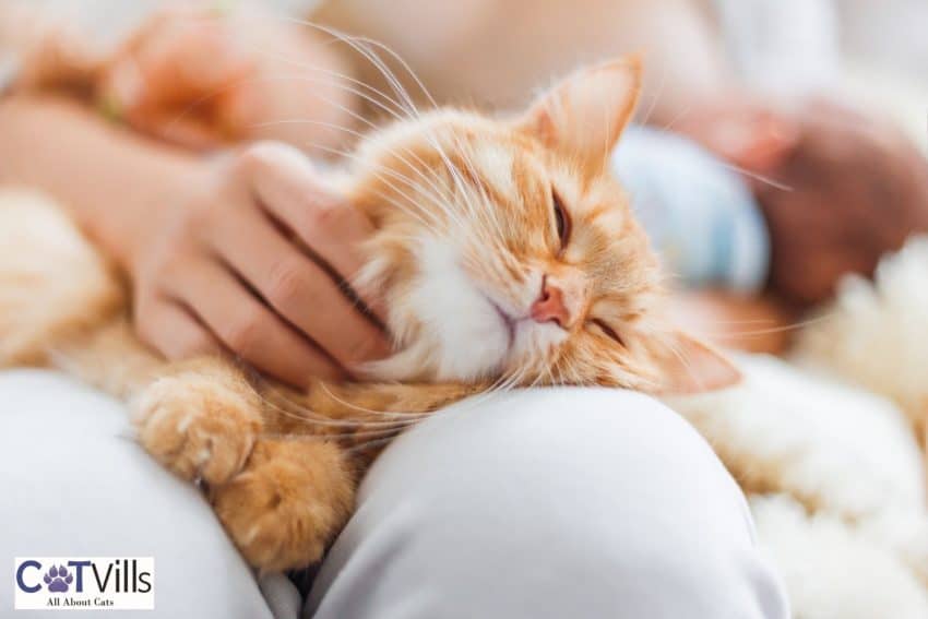 lady rubbing the chin of her cat but can cats be ticklish?