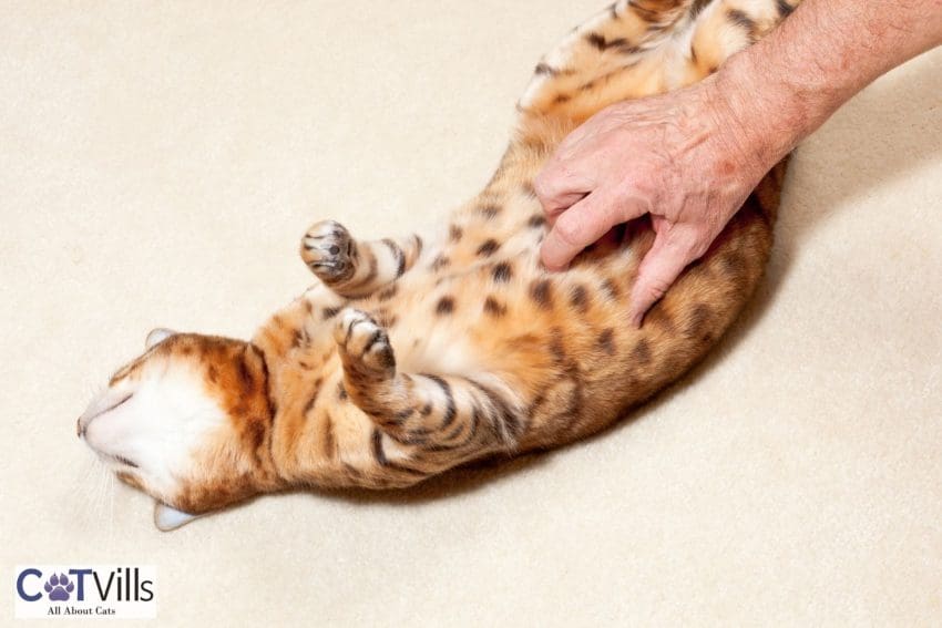 man giving a belly rub to his bengal cat