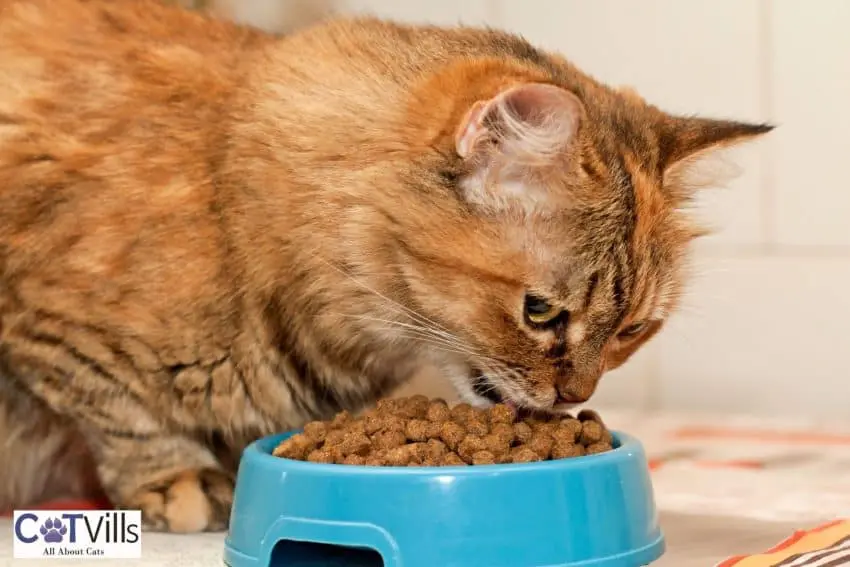 brown cat eating dry food