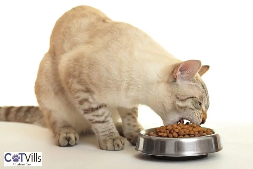 cat enjoying his best dry cat food