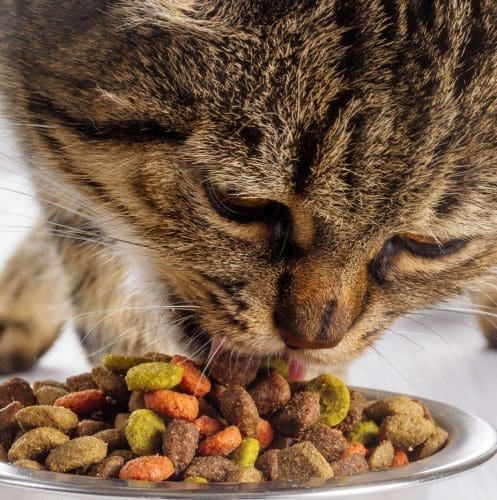 senior cat eating nutritious cat food