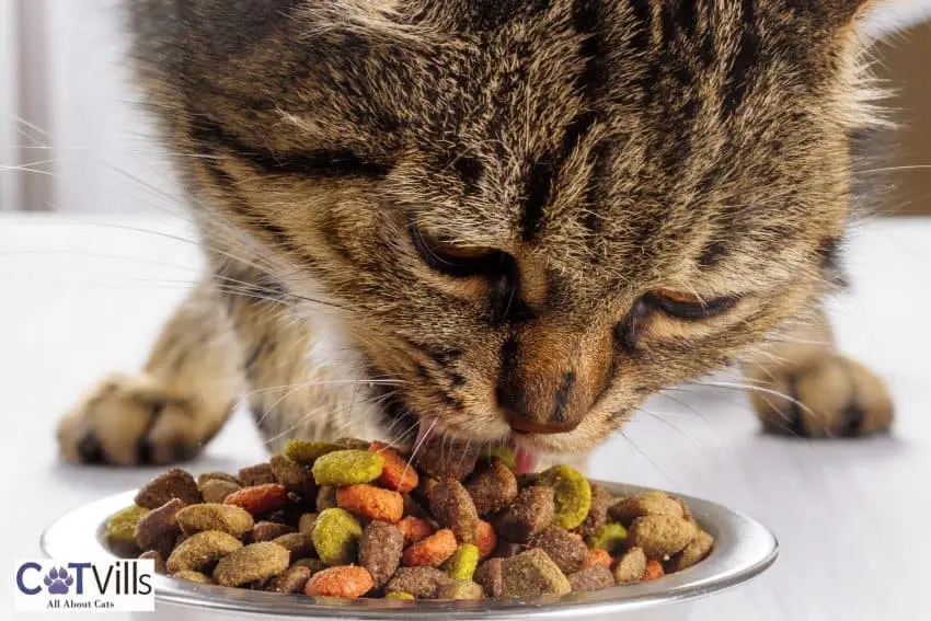 senior cat eating nutritious cat food
