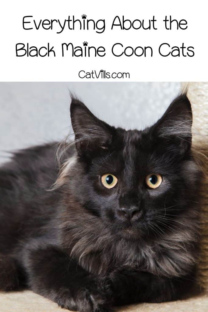 black Maine coon with huge eyes