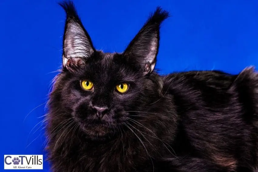 gorgeous black Maine coon cat with a blue background