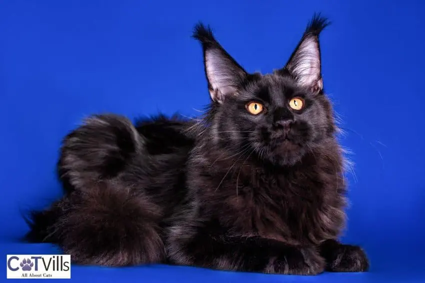 gorgeous black Maine coon in a blue background