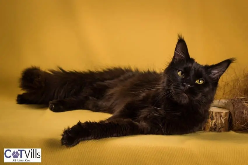 black Maine coon kitten