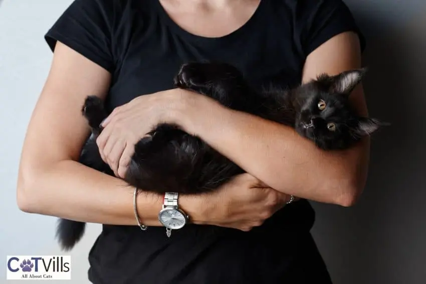 lady carrying a black Maine coon kitten