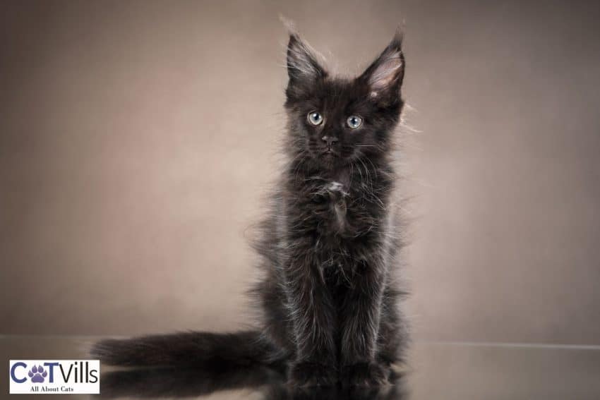 black Maine coon kitten with furry coat
