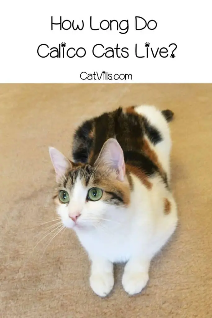 calico kitten sitting on the floor