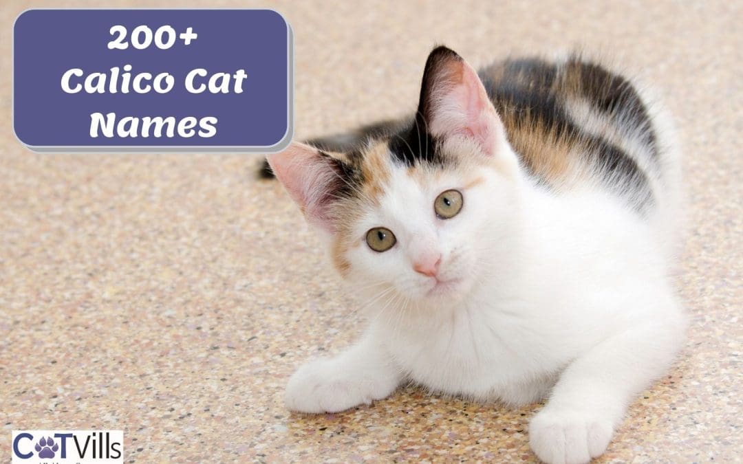 200+ Clever Calico Cat Names You’ll Adore