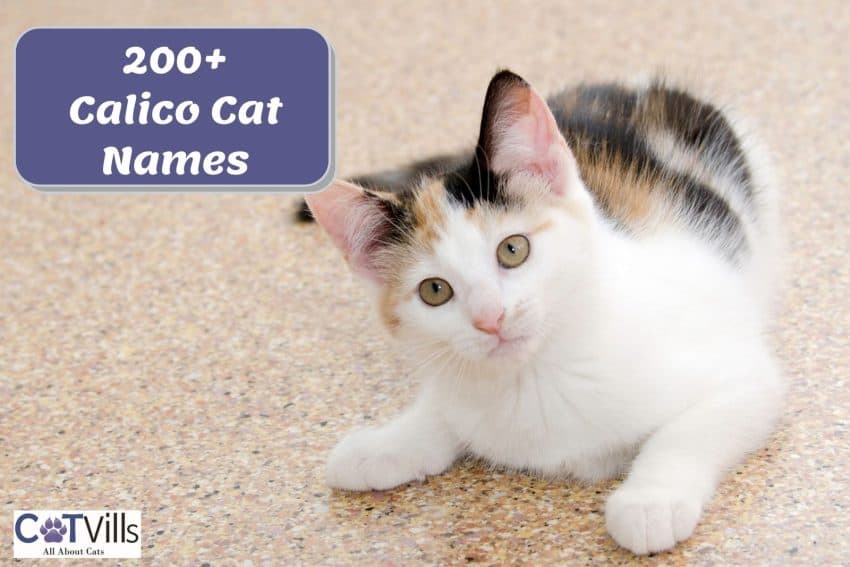 cute tri-colored kitten perfect to get any Calico cat names