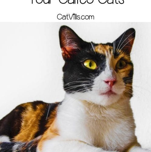 beautiful calico cat
