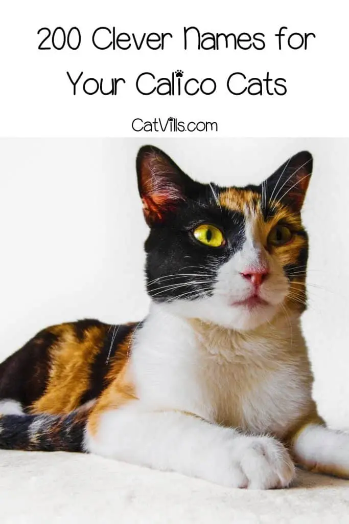 200 + Clever Calico Cat Names (Including Food ones)