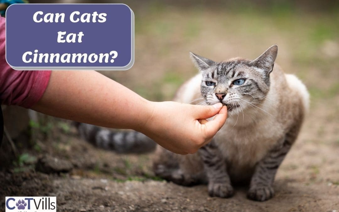 Can Cats Have Cinnamon or Is It Bad for Them?