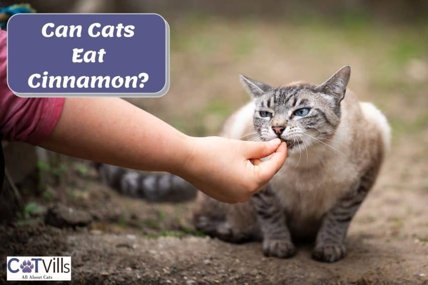 hand giving cinnamon to her cat but can cats eat cinnamon?