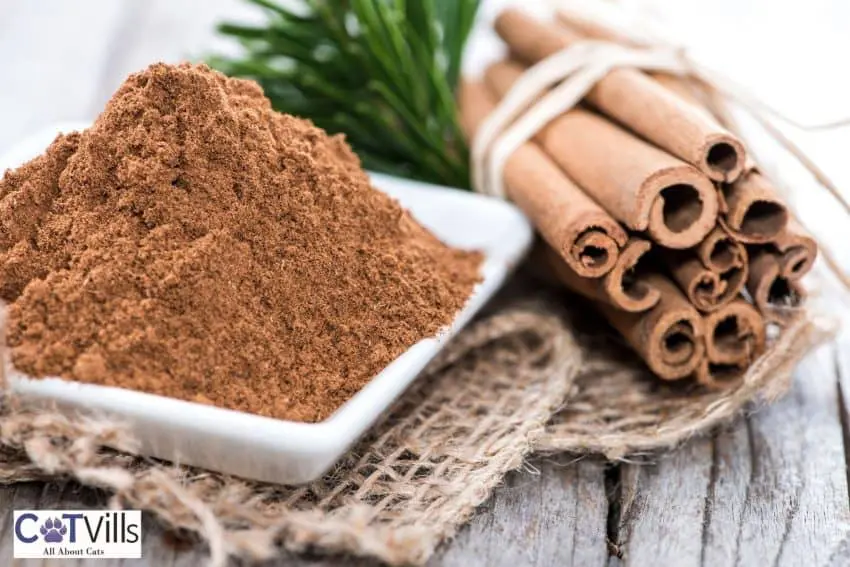 cinnamon powder on a small plate: can cats eat cinnamon safely?