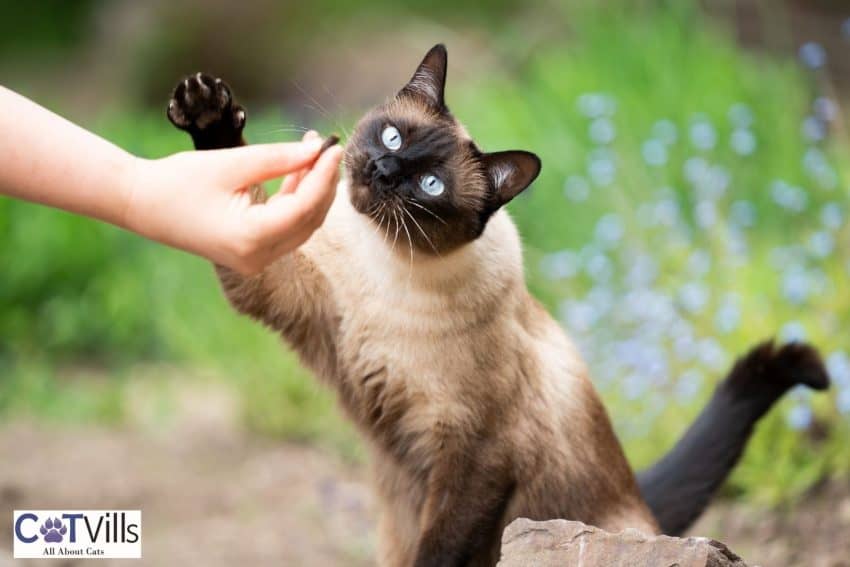 hand giving cinnamon to a Siamese cat but can cats eat cinnamon safely?