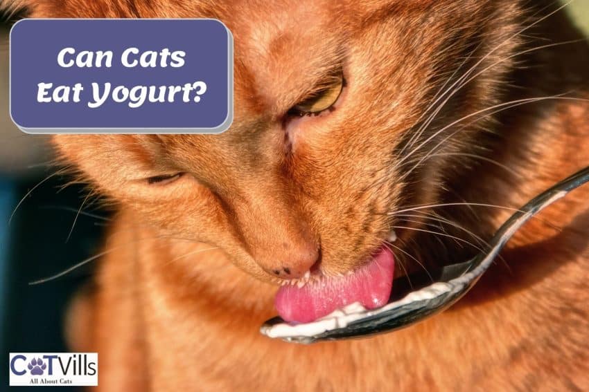 cat tasting a yogurt on a spoon but can cats eat yogurt safely?