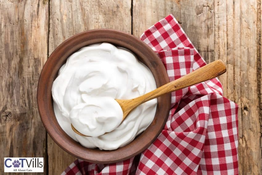 greek yogurt with wooden spoon: can cats eat yogurt?