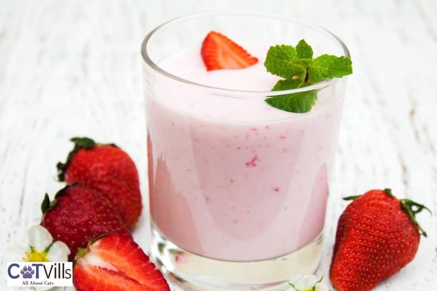 delicious strawberry yogurt: can cats eat strawberry yogurt?