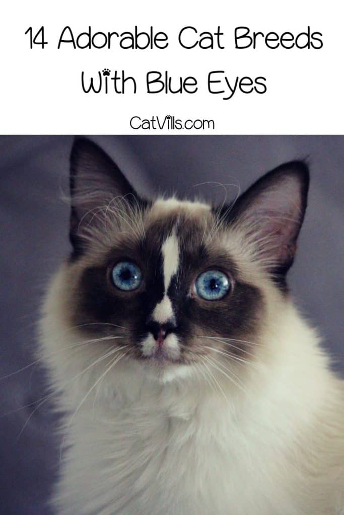 ragdoll cat with huge, bright blue eyes