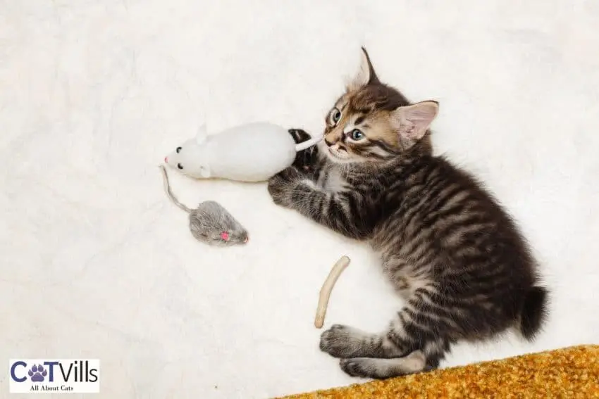 kitten playing with her cat chew toys