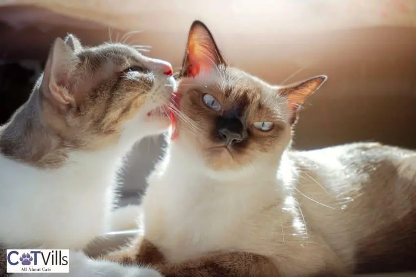 cat licking another cat on the face but why do cats groom each other?