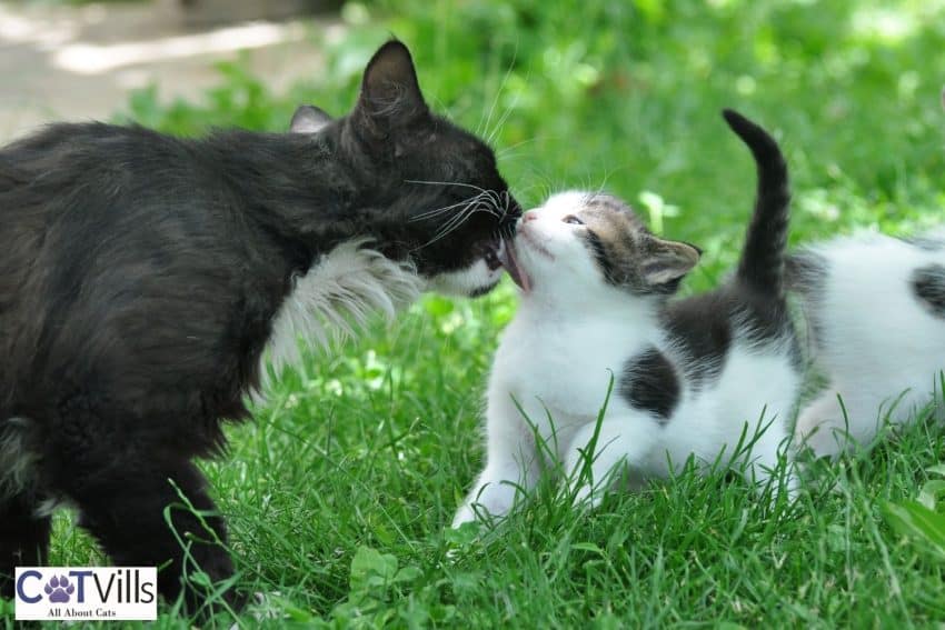 mommy cat grooming her kitten