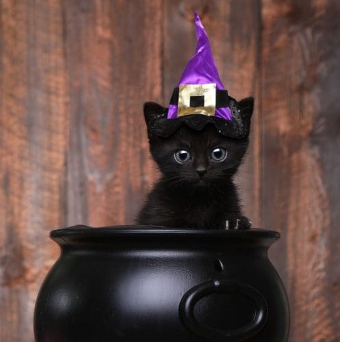 black kitten wearing a witch hat