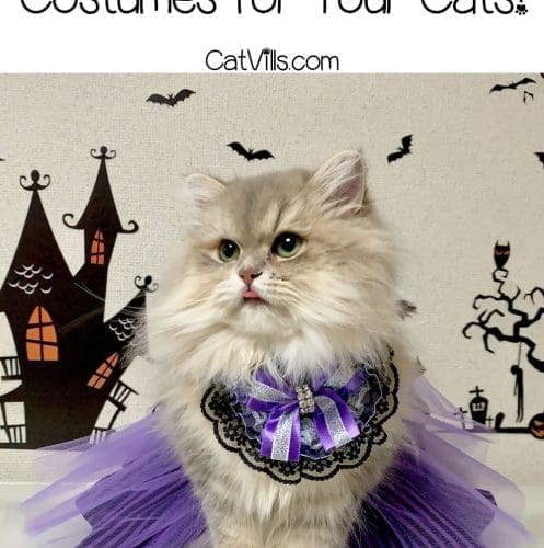 cat wearing a violet dress for Halloween