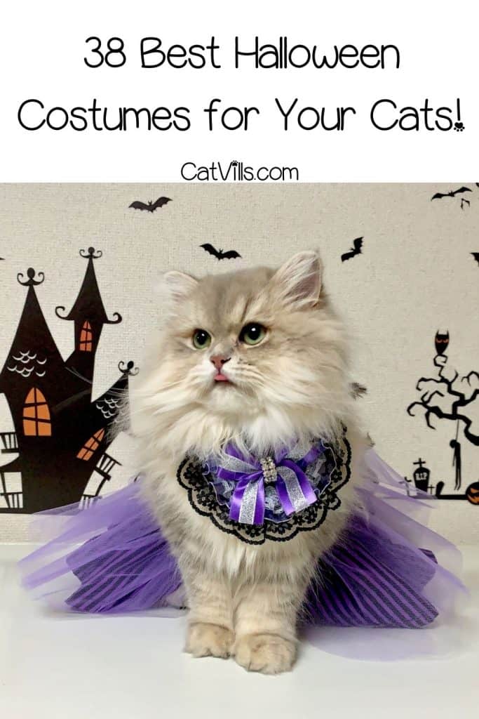 cat wearing a violet dress for Halloween