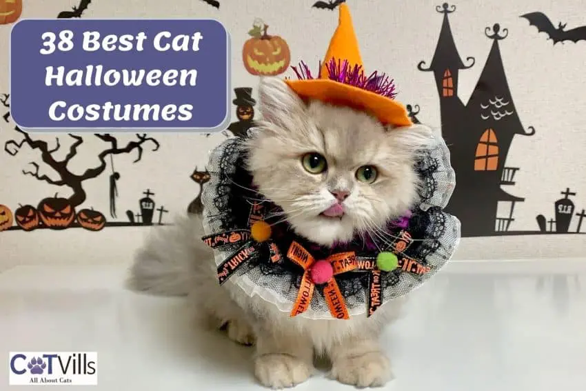 cute kitty wearing cat halloween costumes including an orange hat