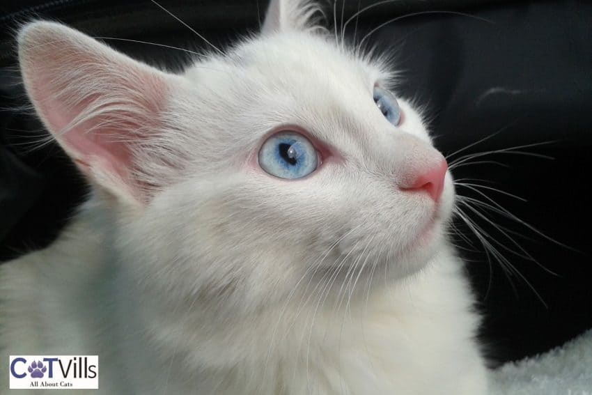 pretty white cat with stunning blue eyes