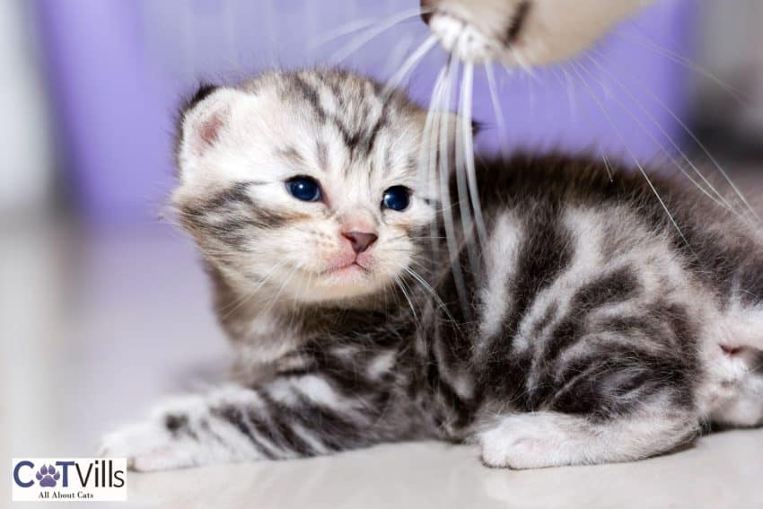 American shorthair cat with blue eyes
