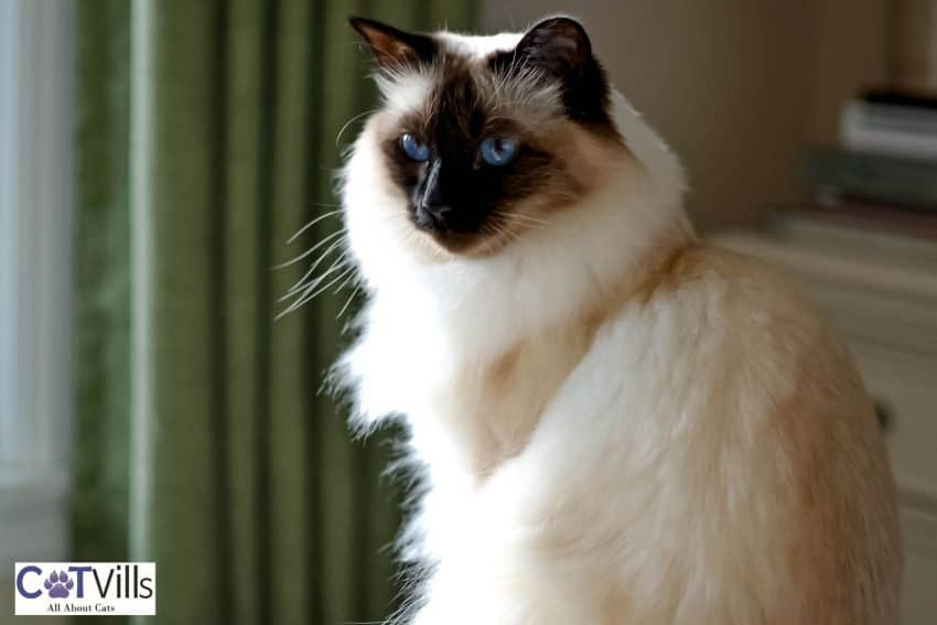 beautiful Balinese cat with blue eyes