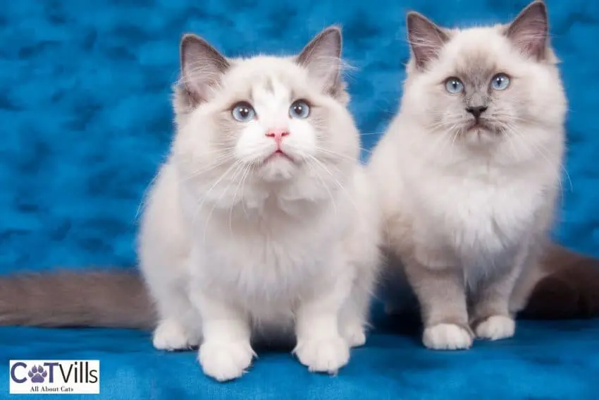 two Ragdoll cats with blue eyes