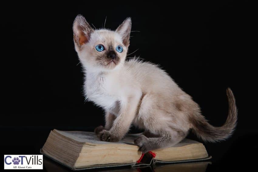 little kitten with blue eyes