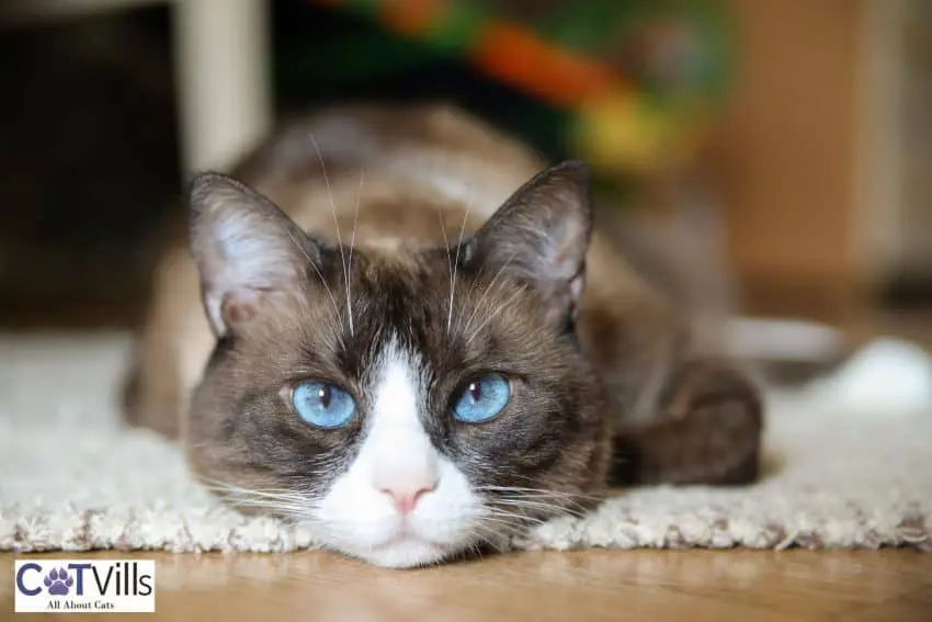 snow shoe cat lying on the carpet, one of the cutest cats with big ears