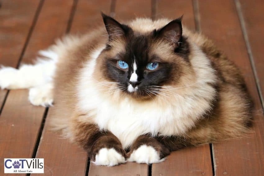 beautiful Birman cat with blue eyes