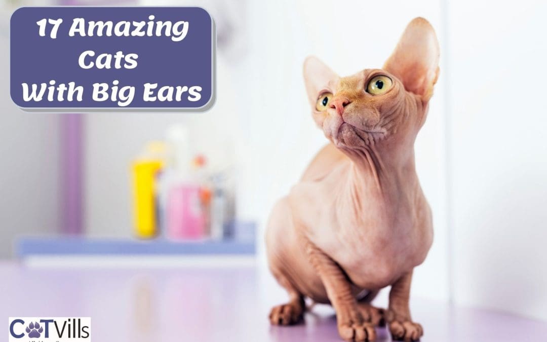 17 Cat Breeds with Big Ears That Look Like Elves