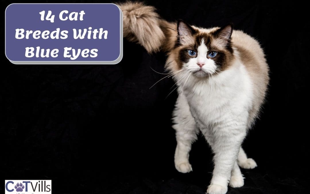 14 Beautiful Cats with Blue Eyes You Can’t Resist!