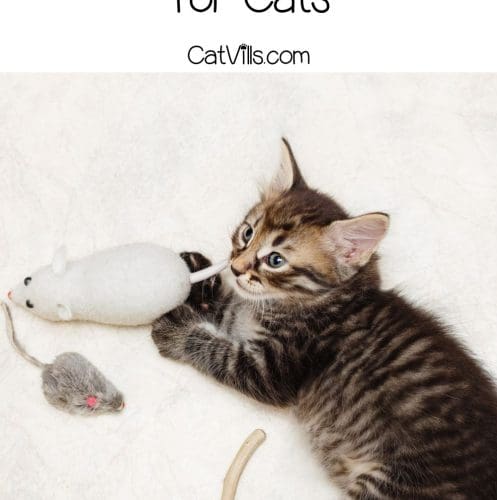 kitten chewing chew toys for cats