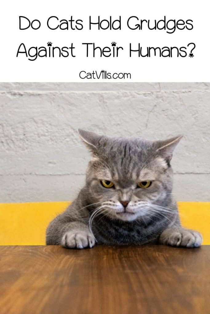 angry looking cat with text do cats hold grudges